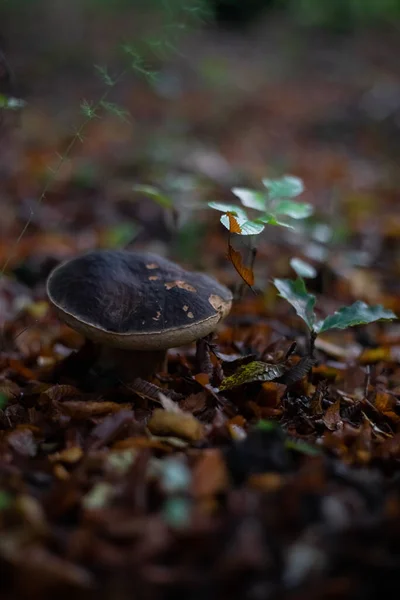 Tiro Close Cogumelo Bolete Baía Selvagem Uma Floresta Com Vegetação — Fotografia de Stock