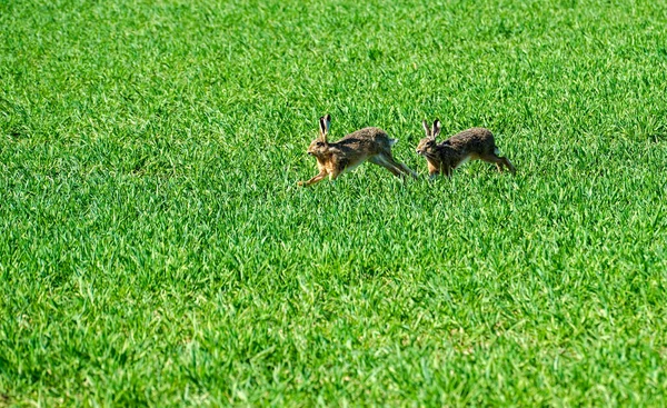Inquadratura Due Conigli Che Corrono Una Valle Verde — Foto Stock