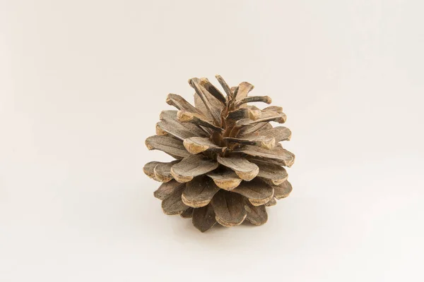 Closeup Shot Pine Cone White Background — Stock Photo, Image