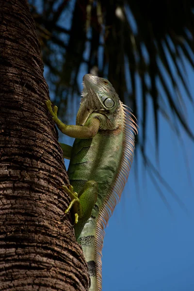 Plan Vertical Iguane Vert Sur Palmier Sous Lumière Soleil — Photo