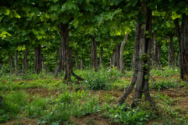 Piękny Zielony Krajobraz Naturalny Winnicami — Zdjęcie stockowe