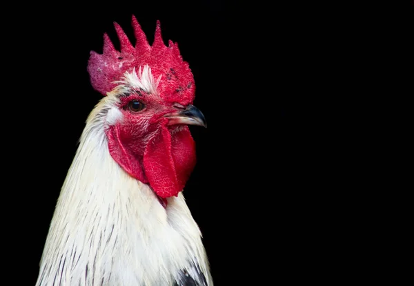 黒の背景に隔離された照明の下での鶏の閉鎖 — ストック写真