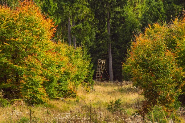 Piękny Widok Trawę Otoczony Zielono Żółtymi Drzewami — Zdjęcie stockowe