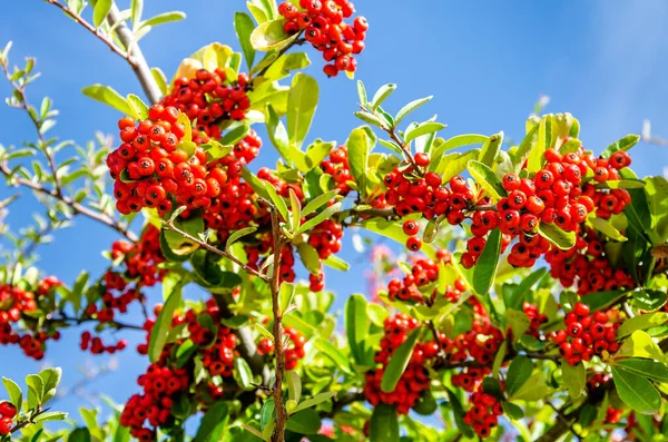 Ένα Φυτό Firethorn Pyracantha Μούρα Ενάντια Στον Γαλάζιο Ουρανό — Φωτογραφία Αρχείου