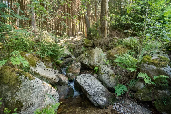 Pequeño Arroyo Agua Una Selva Con Muchos Fragmentos Irregulares Musgosos —  Fotos de Stock