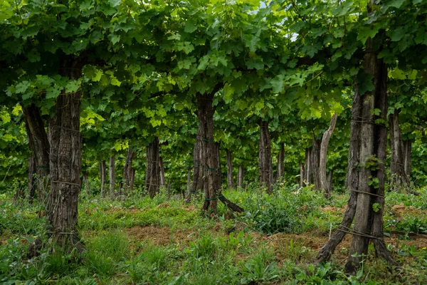 Красивый Зеленый Природный Ландшафт Виноградниками — стоковое фото