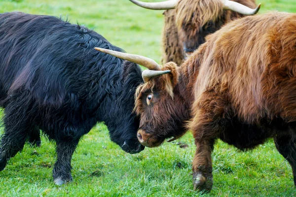 Deux Gros Taureaux Battant Avec Des Cornes Autre Les Approchant — Photo