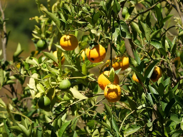 Closeup Shot Yellow Oranges Growing Tree — Stock Photo, Image