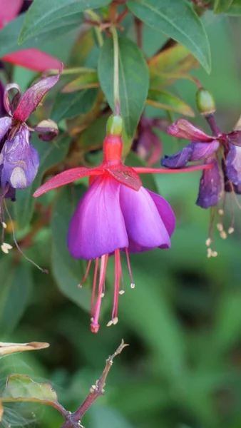 Vertikální Selektivní Záběr Krásných Květin Fuchsie Přírodním Pozadí — Stock fotografie