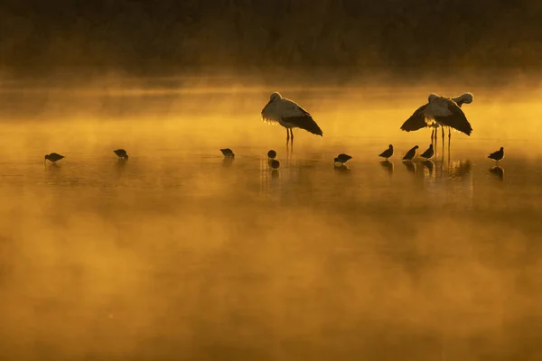 Fotografia Naturaleza Tomada Entorno Salvaje Con Animales Libres Entorno Natural — 스톡 사진