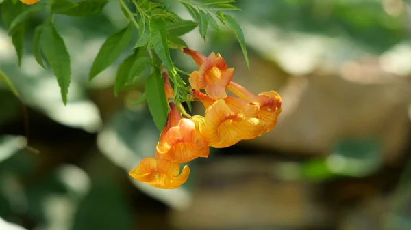 Primer Plano Flores Tecoma Amarillo Brillante — Foto de Stock