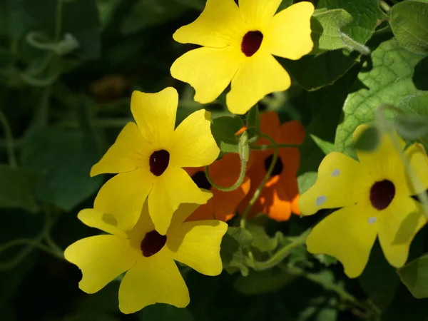 黄色のトゥンベリアの花のクローズアップショット — ストック写真