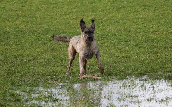Tiro Close Cão Bonito Correndo Uma Lagoa Parque — Fotografia de Stock