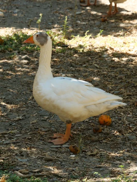 Closeup Shot Embden Goose — Stock Photo, Image