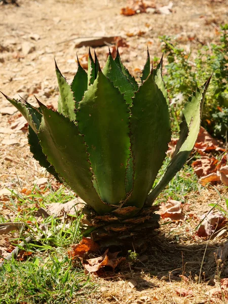 Çölde Büyüyen Bir Agave Yakın Çekimi — Stok fotoğraf