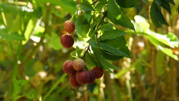 Close Frutas Lichia Uma Árvore — Fotografia de Stock
