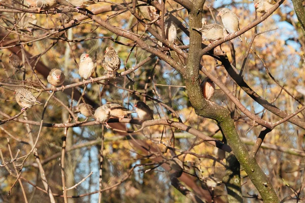 Plan Angle Bas Pinsons Oiseaux Perchés Sur Une Branche Arbre — Photo