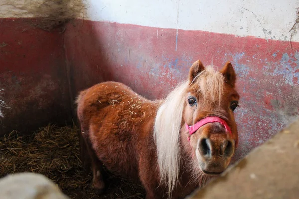 stock image A closeup of an adorable brown shetland pony in the barn