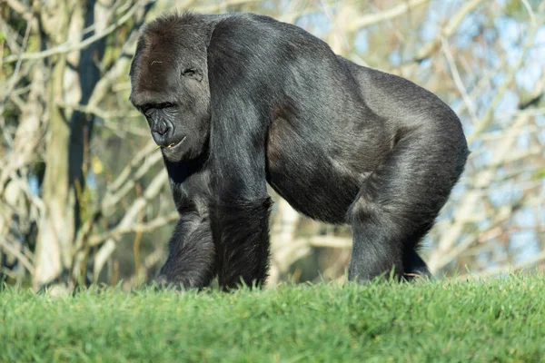 Dağdaki Çimlerin Üzerinde Yürüyen Bir Gorilin Yakın Plan Fotoğrafı — Stok fotoğraf