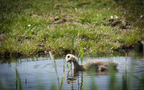 Selective Focus Shot Adorable Duck Floating Water Daytime — Stock Photo, Image