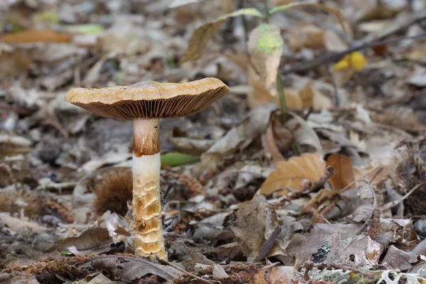 Foco Seletivo Close Cogumelo Chão Uma Floresta Castanheiros — Fotografia de Stock