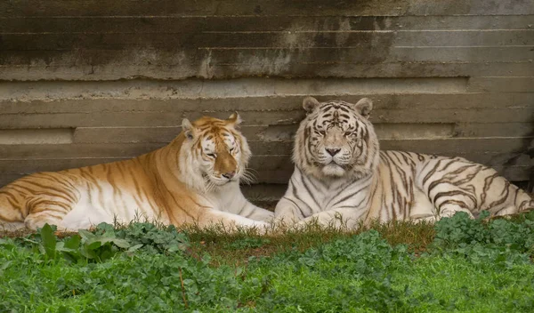 Прекрасный Снимок Двух Разноцветных Тигров Коричневом Белом Цветах Лежащих Рядом — стоковое фото
