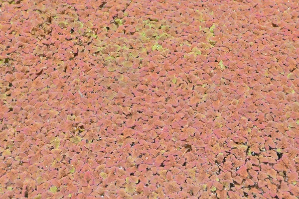 扁平水面上漂浮的阿佐拉蕨类植物的景观 — 图库照片