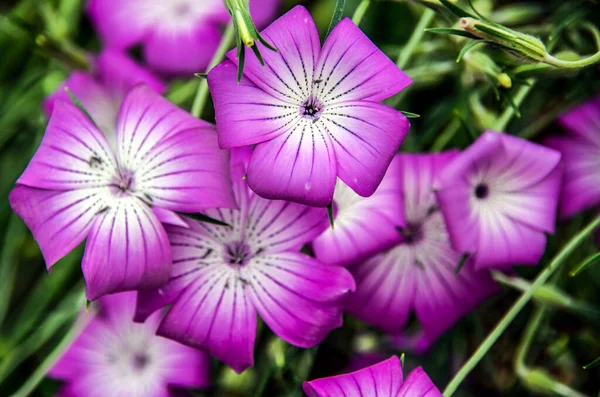 Tiro Seletivo Foco Umas Flores Roxas Brancas Bonitas Corncockle Jardim — Fotografia de Stock