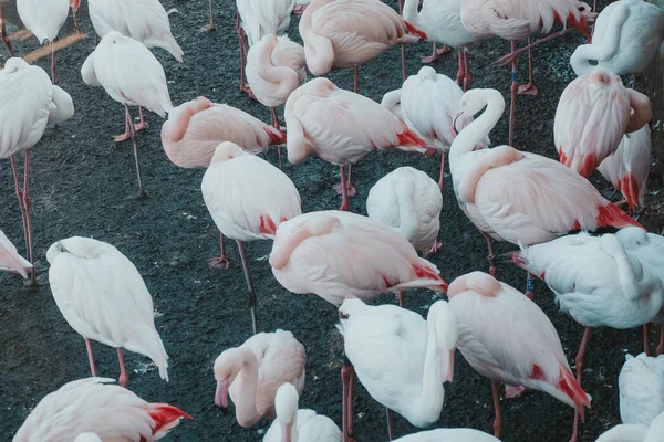 Egy Nagy Látószögű Felvétel Egy Csoport Fehér Rózsaszín Flamingóról — Stock Fotó