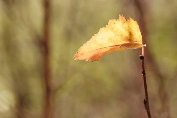 Selective Focus Shot Single Yellow Leaf Branch — Stock Photo, Image