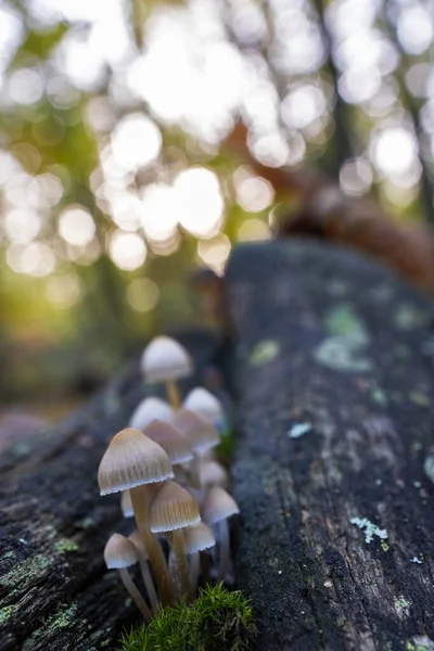 Függőleges Szelektív Fókusz Közelkép Kis Gombák Egy Gesztenyeerdő — Stock Fotó