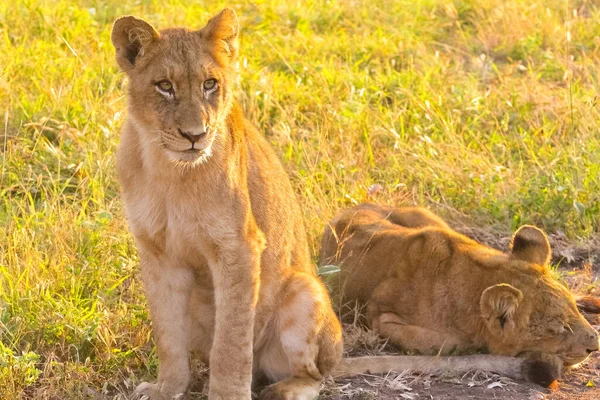 Enfoque Selectivo Dos Leones Hembras Sobre Una Hierba Verde —  Fotos de Stock