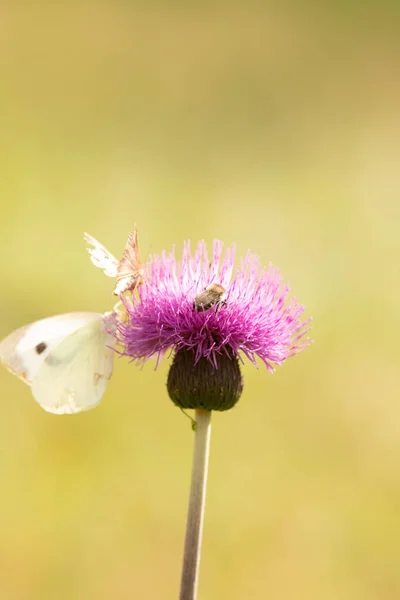 Vertical Selective Focus Shot White Butterfly Thistle Flower — Stock Photo, Image