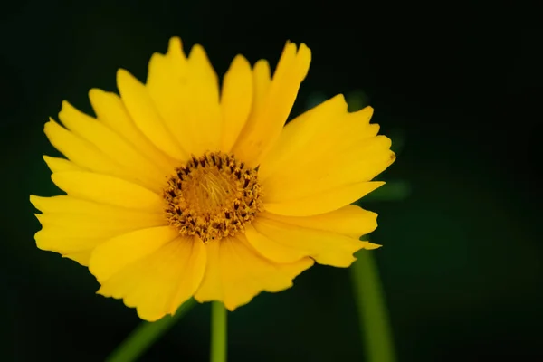 Крупный План Желтого Цветка Клеща Размытом Фоне — стоковое фото