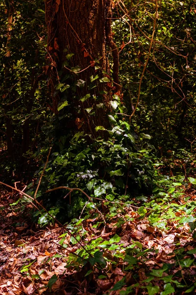 Tiro Vertical Folhas Outono Floresta — Fotografia de Stock
