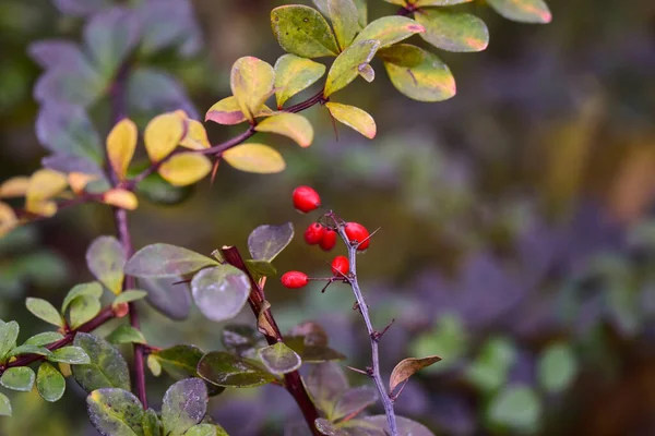 Selective Focus Shot Ripening Japanese Barberries — Stock Photo, Image