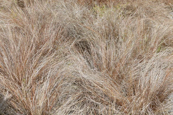 Vista Della Nuova Zelanda Hair Sedge Carex Buchananii — Foto Stock