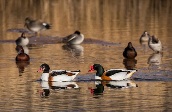 Selective Focus Shot Peganka Ducks Lake — Stock fotografie