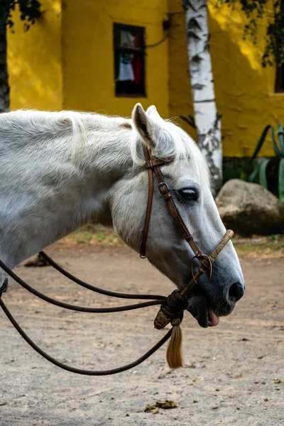 Closeup Shot White Horse Farm — Foto de Stock