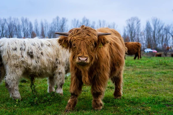 Ένα Κοντινό Πλάνο Σκωτσέζικες Αγελάδες Πράσινο Χωράφι — Φωτογραφία Αρχείου