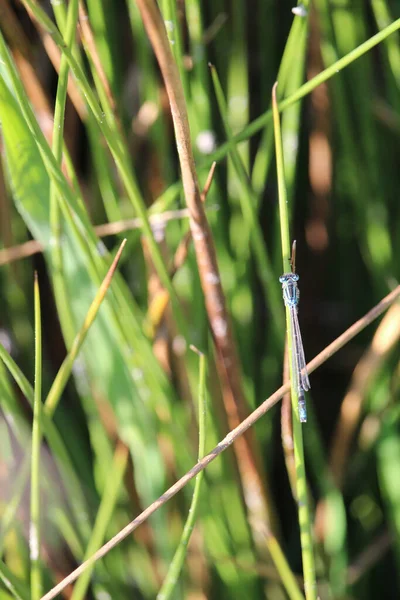 Vertical Selective Focus Common Blue Damselfly Enallagma Cyathigerum Grass — Stock Photo, Image