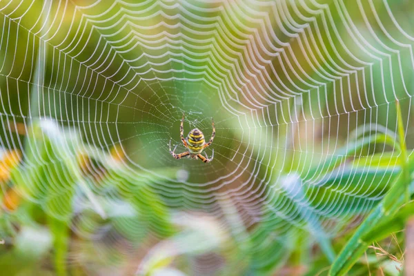 Павук Своїй Павутині Рослині — стокове фото