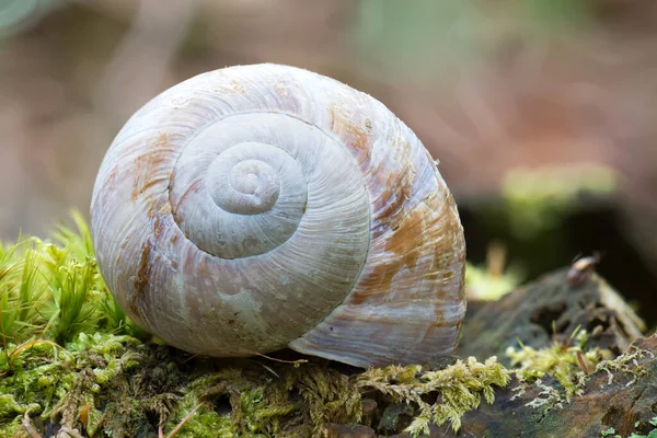 绿色苔藓地面蜗牛壳的特写镜头 — 图库照片