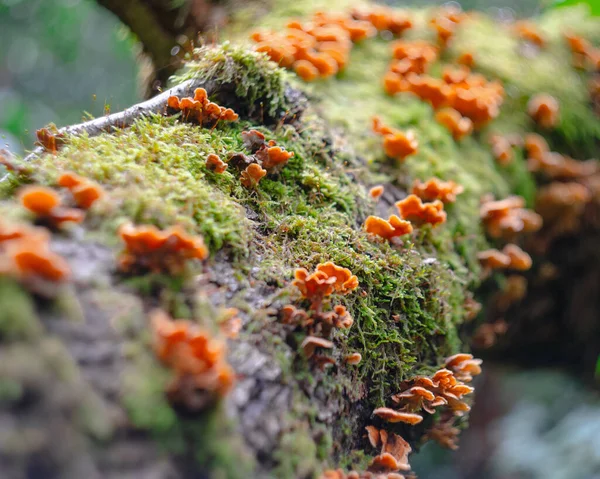 Ein Schuss Pilze Auf Amossy Baum — Stockfoto