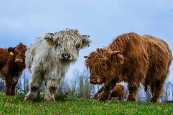 Een Close Shot Van Highlander Koeien — Stockfoto