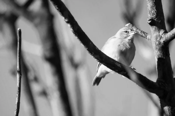 Grayscale Shot Sparrow Perched Tree Branch — Stock fotografie