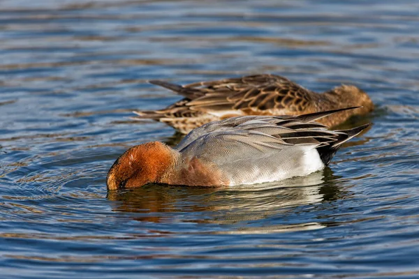 Selective Focus Closeup Ducks National Park Tablas Daimiel Spain — Stock fotografie