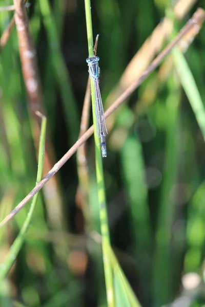 Bir Otun Üzerindeki Yaygın Mavi Bir Kızböceğinin Enallagma Cyathigerum Dikey — Stok fotoğraf