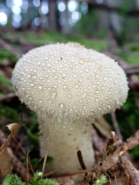선택적 초점으로 리코더 Lycoperdon Perlatum 버섯을 — 스톡 사진