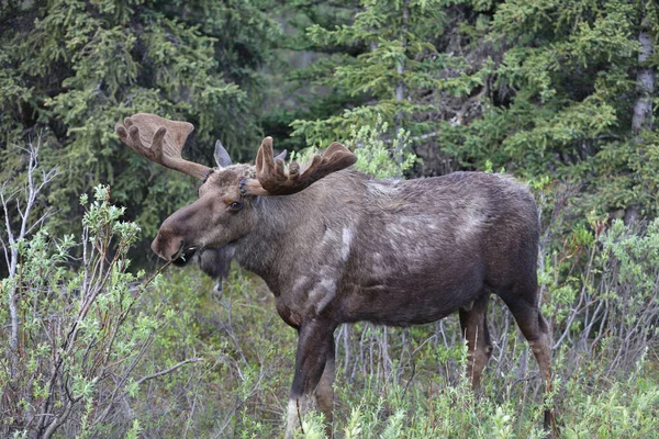 Closeup Moose Majestic Hoorns Grazing Forest — Stock Photo, Image